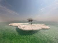 초현실적 풍경…바다 위 둥둥 ‘생명의 나무’