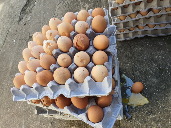 적발된 깨진 달걀.