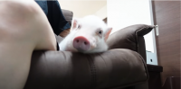 [주간펫] ‘갈비’는 살아있었다…‘100일 후 먹히는 돼지’가 불러온 파장