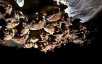 라오스 박쥐서 발견된 바이러스, 코로나19와 96.8% 일치