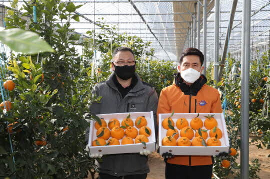 지난 1월 한라봉 출하 사진 <포항시 제공>