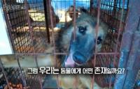 '환경스페셜' 동물은 물건이 아니다, 법 개정 이후 동물 학대 처벌 달라질까