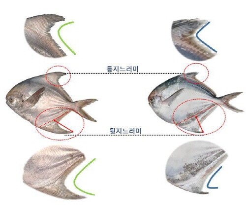 병어(왼쪽)와 덕대 구별 방법 안내도. 사진=국립수산과학원