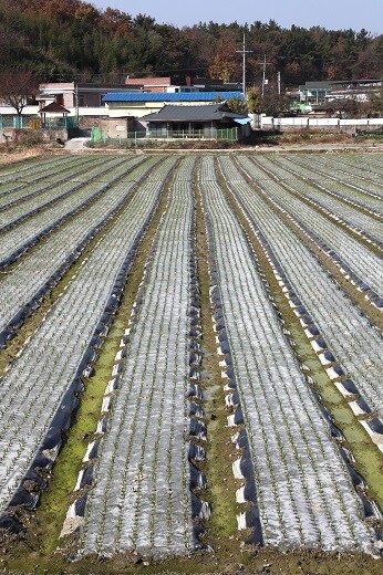 경상남도 창녕군 장마면 장가리에 위치한 고 박원순 전 서울시장 가족 소유 토지 전경(뒤쪽 검은 기와지붕 집은 박 전 시장 생가). 사진=임준선 기자