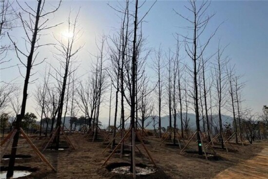 나무은행 기증수목 식재 모습. 사진=부산시