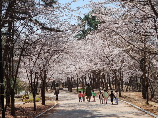 벚꽃이 만개한 삼계근린공원 모습. 사진=김해시 제공