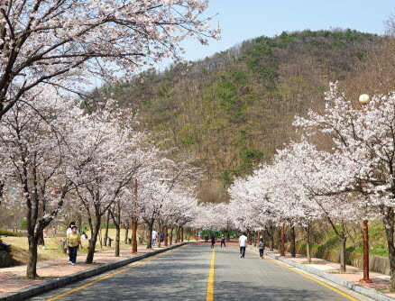 동두천시 소요산관광지에 봄꽃들이 만개해 상춘객들의 눈길을 사로잡고 있다. 사진=동두천시 제공