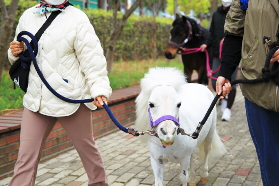 머리를 휘날리며 신나게 걷는 바우. 사진=한국마사회 부산경남본부 제공