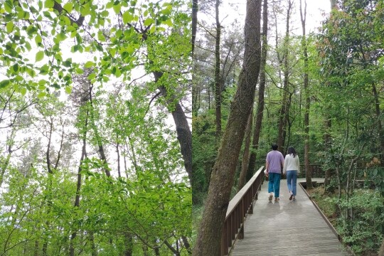 세수도 하기 전, 이른 아침 숲 산책은 눈보다 먼저 머리가 맑게 깨인다. 붉은오름자연휴양림은 무엇보다 산책길이 5성급이다. 사진=이송이 기자