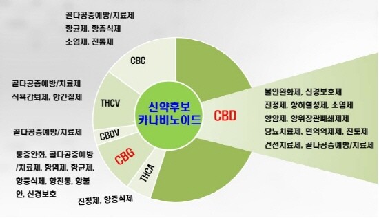 신약 후보물질 카나비노이드 이해도. 사진=국립경상대 제공