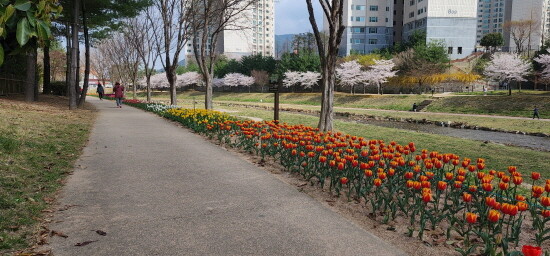 튤립이 식재된 산책로. 사진=김해시 제공