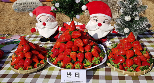 '싼타' 품종. 사진=경북농기원 제공