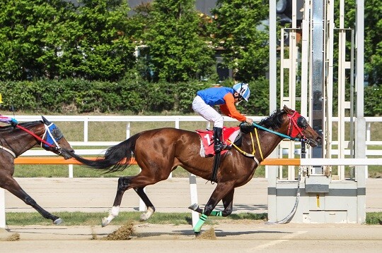 제17회 부산광역시장배(GII) 대상경주에서 서승운 기수의 위너스맨이 우승했다. 5월 YTN배 우승 당시 위너스맨.  사진=한국마사회 제공