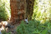 칠레서 발견된 5484세 세계 최고령 나무