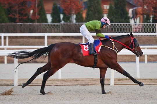 7월 24일 렛츠런파크 부산에서 열린 오너스컵(GIII) 대상경주에서 문세영으로 기수를 교체한 라온더파이터가 4마신 차 완승을 거뒀다. 사진=한국마사회 제공