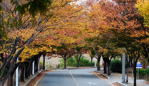 4선  헐티재 코스. 사진=대구시 제공