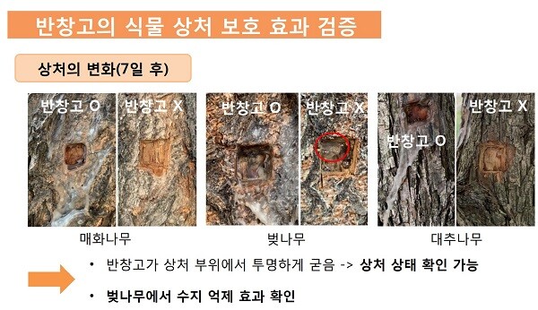 식물 반창고를 붙인 나무들이 일주일만에 회복세를 보이고 있다. 사진=한화사이언스챌린지 자료