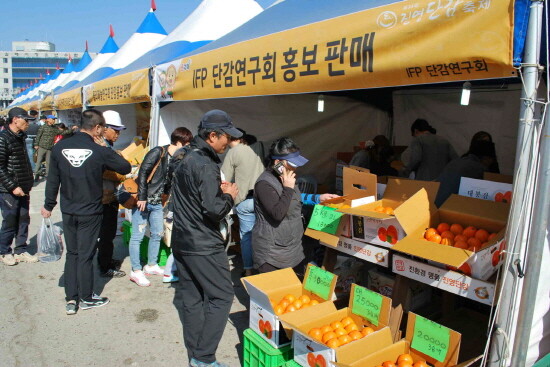 진영단감축제 ㅈ진행 장면. 사진=김해시 제공