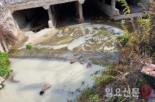 이천 중리천 상류에 발생한 혼탁수가 복개천으로 흘러 들어가고 있다.사진=유인선 기자