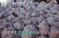 ‘한국인의 밥상’ 조, 피, 메밀, 율무 건강식으로 각광 받고 있는 잡곡들