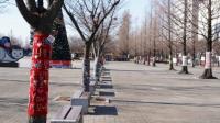 고양시 수놓는 특별한 뜨개질 ‘트리니팅’...“300여 그루 나무 뜨개옷 입어”