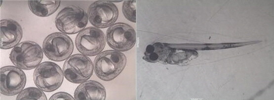 어린 대구 알과 치어. 사진=부산시 제공