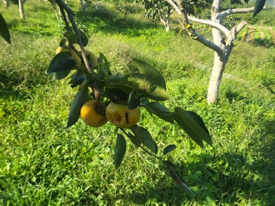 야생동물로 피해를 입은 과수 이미지. 사진=김해시 제공