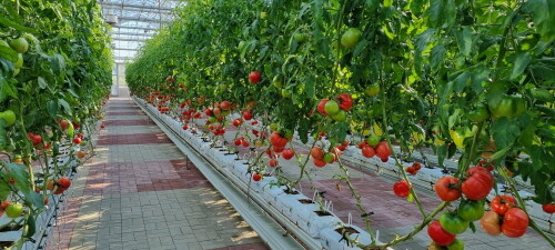 강화군, 첨단농업 시설 지원으로 농업혁신 주도 스마트팜. 사진=강화군 제공