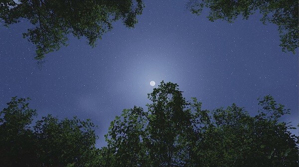 신기운 작가의 리얼리티 테스트 '나무가 없다'. 6분짜리 영상과 음악으로 전시실에서 감상할 수 있다. 사진=(재)대구문화예술진흥원 제공