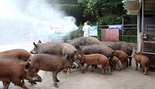 경북도가 아프리카돼지열병(ASF) 추가 발생을 막기 위한 농장 차단방역에 총력을 기울이고 있다. 사진=일요신문 DB