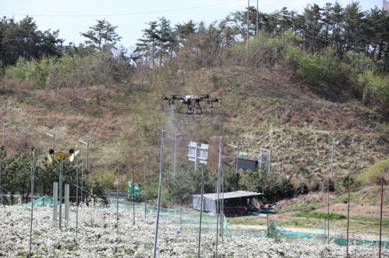 기장군농업기술센터에서 농업용 드론을 활용해 과수분야 시범 방제를 시행하고 있다. 사진=기장군 제공