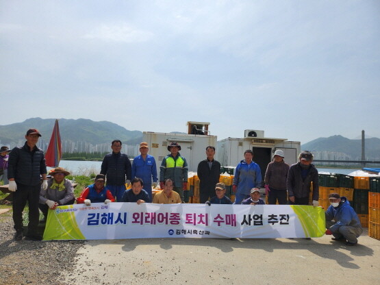 생태계 교란 외래어종 수매 장면. 사진=김해시 제공