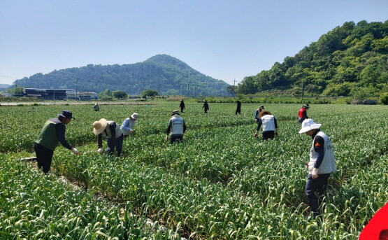 농협창녕교육원 마늘농가 농촌일손 돕기 모습. 사진=경남농협 제공