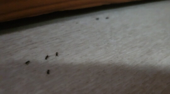 서울주택도시공사 임대주택 세대 내에 유입된 개미떼. 사진=김창의 기자