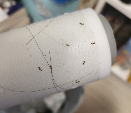 테이프 클리너로 잡은 개미들