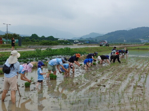 우리 가족 모심기 프로젝트 진행 장면. 사진=김해시 제공