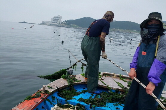 기장군수산자원센터에서 관내 어업인과 협업으로 실제 어장 내에서 큰열매모자반 양성 연구를 진행하는 모습. 사진=기장군 제공