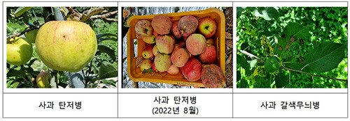 경북농업기술원이 사과 탄저병에 대한 철저한 방제를 당부하고 나섰다. 사진=경북농업기술원 제공