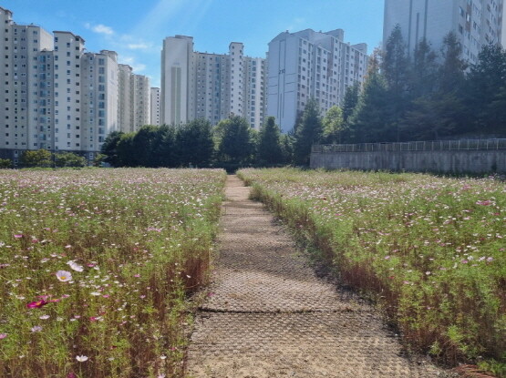 정관읍은 관내 불결한 유휴부지를 코스모스 꽃단지로 조성했다. 사진=기장군 제공