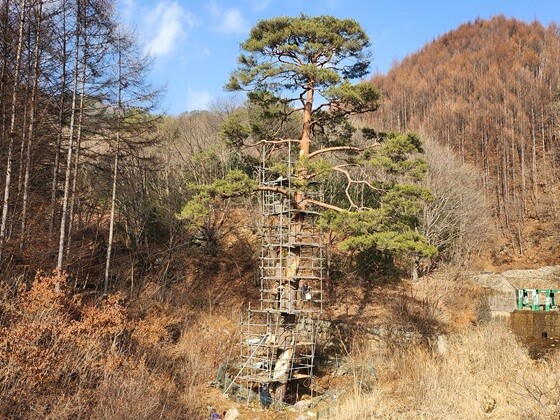 양구군 금악리 보호수. 사진=북부지방산림청 제공