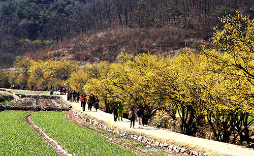 의성 산수유길. 사진=경북도 제공