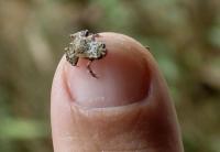 ‘손톱보다 작아요’ 초미니 개구리