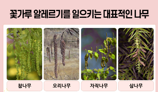 꽃가루 알레르기 관련 안내 이미지. 사진=온종합병원 제공