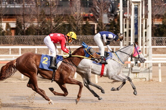 나이스타임. 사진=한국마사회 부산경남본부 제공