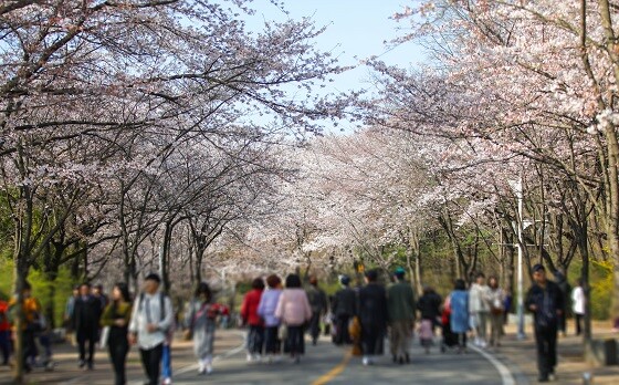인천대공원역 벚꽃. 사진=인천교통공사 제공