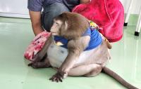 간식 받아먹다 요절한 태국 원숭이
