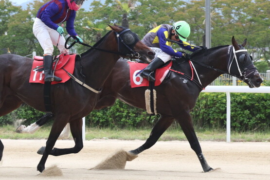 우승마 ‘투혼의반석(6번마)’. 사진=렛츠런파크 부산경남 제공