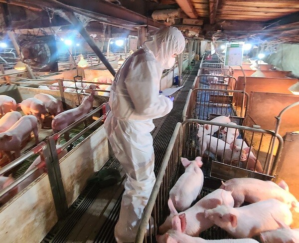 공수의로 위촉된 수의사가 돼지농장에서 임상검사를 하고 있다. 사진=대구시 제공