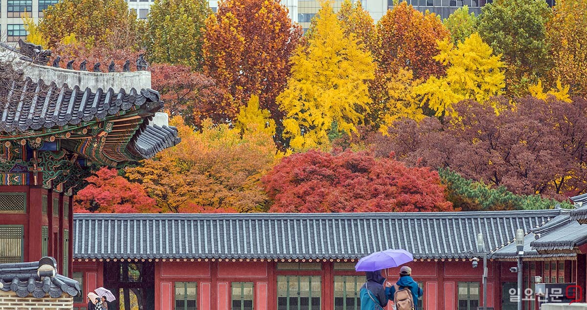 우산을 받쳐 들고 덕수궁의 가을 낭만을 즐기는 방문객들.