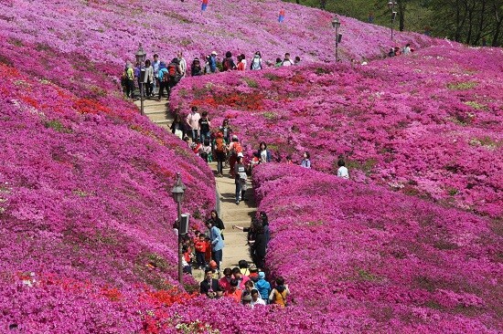 철쭉동산 전경, 사진=군포시 제공